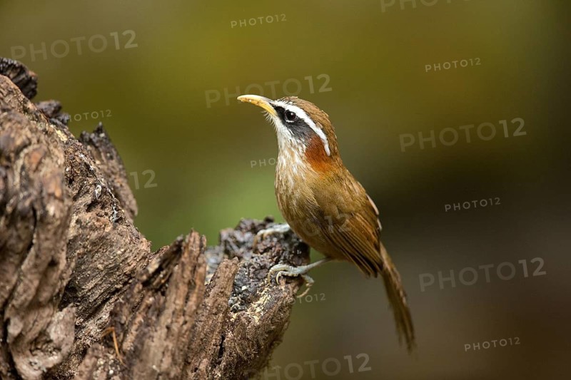 Streak-breasted Scimitar Babbler (Pomatorhinus ruficollis), Yunnan, China