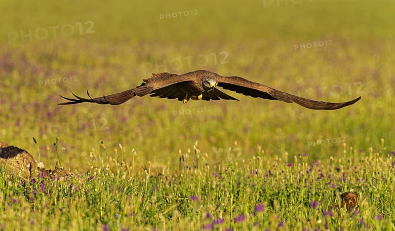Black Kite (Milvus migrans) in flight over the steppe, Castilla-La Mancha Spain