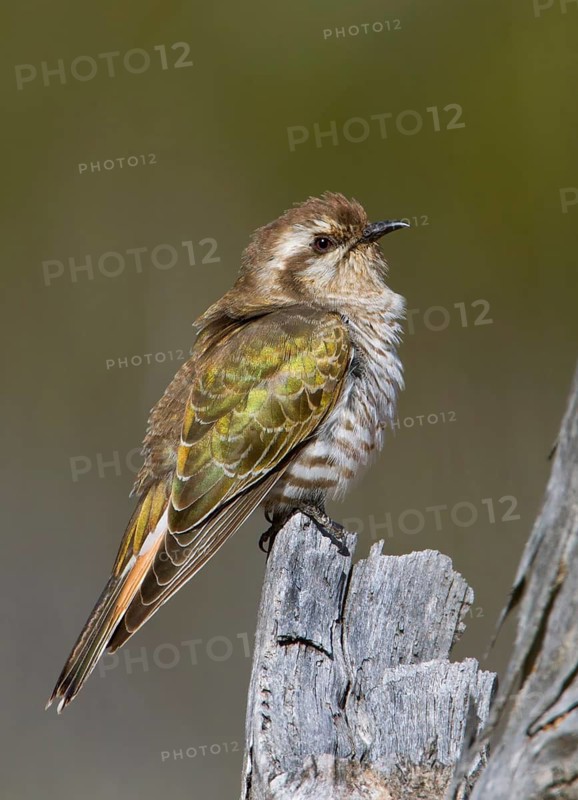 Horsfield's Bronze Cuckoo (Chrysococcyx basalis), Victoria, Australia