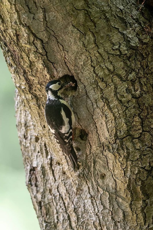 Great spotted woodpecker (Dendrocopos major), Emsland, Lower Saxony, Germany