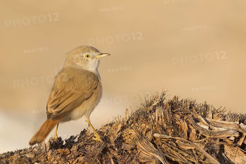 Asian Desert Warbler - Wüstengrasmücke - Sylvia nana, Oman