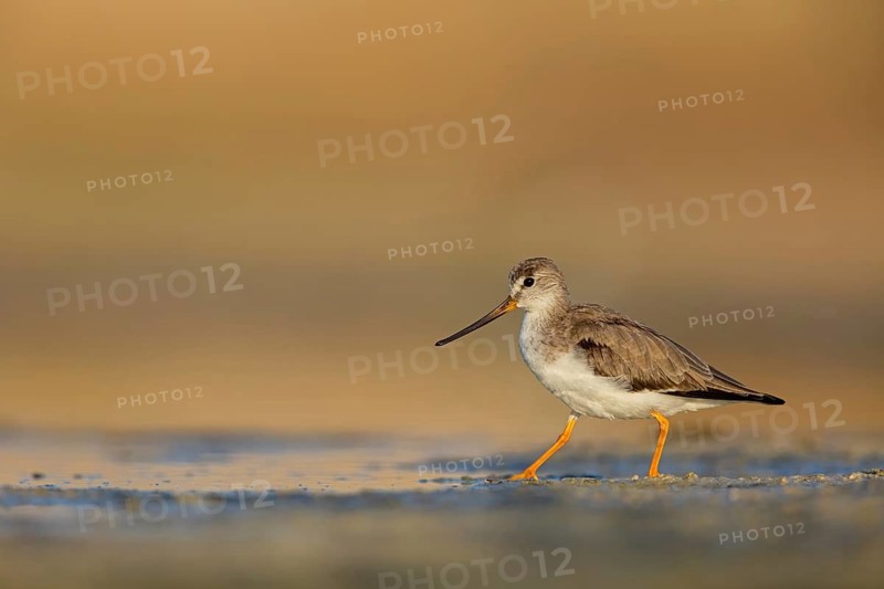 Terek sandpiper, (Xenus cinereus), animal, animals, bird, birds, snipe family, snipe, biotope, habitat, foraging Salalah, Raysut, Sohar, Oman