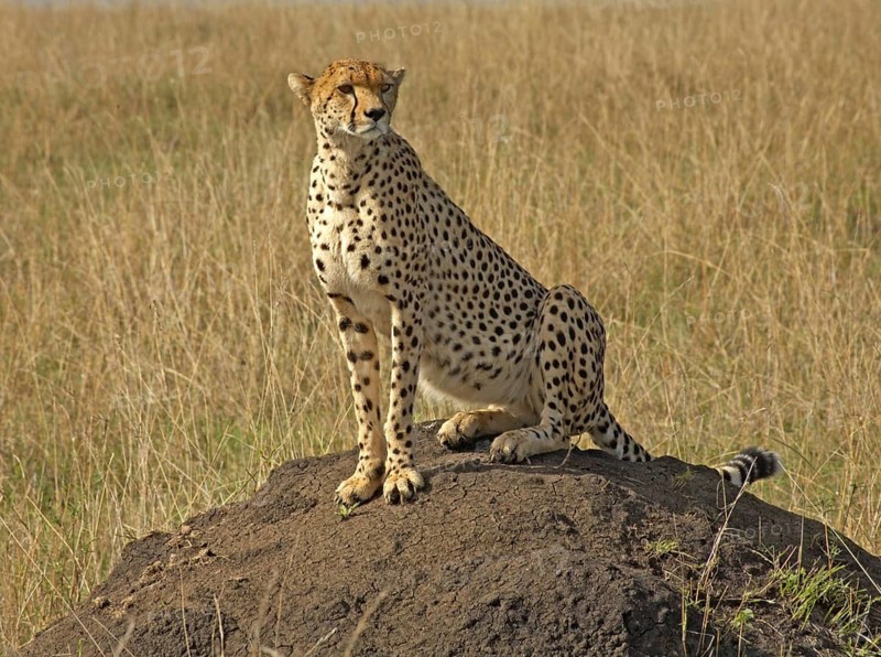 Cheetah (Acinonyx jubatus) female sits on a termite mound to assess her surroundings, Masai, Mara, Kenya