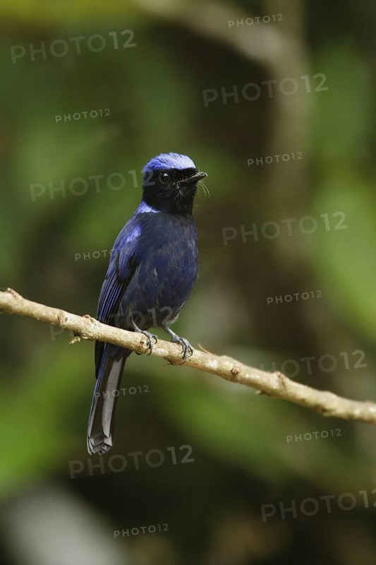 Large Niltava (Niltava grandis), Fraser's Hill, Malaysia