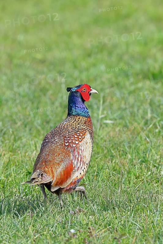 Pheasant, hunting pheasant (Phasianus colchicus), adult male bird in a meadow, wildlife, Lembruch, Ochsen Moor, Dümmer nature park Park, Lower Saxony, Germany