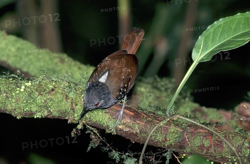Dull-mantled Antbird Myrmeciza laemosticta Braulio Carrillo National Park, COSTA RICA March Adult Male Formicariidae
