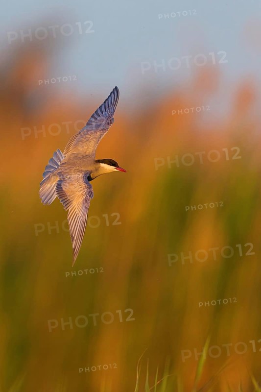 White-bearded Tern, White-bearded Tern, (Chlidonias hybridus), (Chlidonias hybrida), Marsh Tern family, biotope, habitat, foraging, flight recording, East Khawr Khawr Ad Dahariz, Salalah, Dhofar, Oman