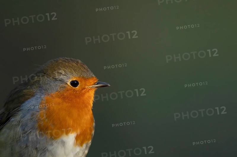 European robin (Erithacus rubecula) adult garden bird head portrait, Suffolk, England, United Kingdom
