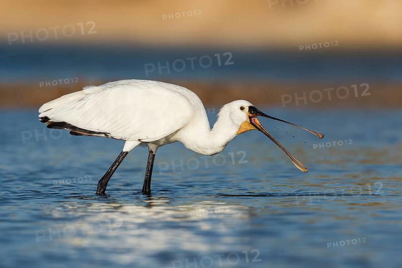 Eurasian Spoonbill (Platalea leucorodia) foraging, Eilat, Israel