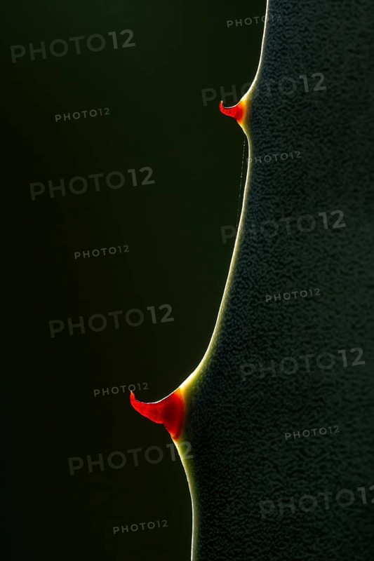 A detailed close-up of an agave leaf highlights its sharp red spines against a dark background. The texture and vivid colors enhance the plant's natural beauty and resilience