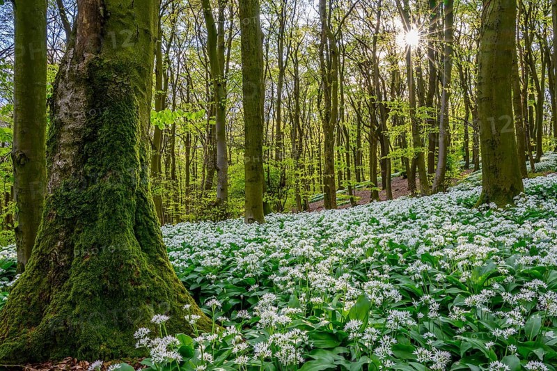 Wild garlic blossom (Allium ursinum) on the forest floor in a beech forest (Fagus sylvatica) in the Teutoburg Forest under soft light, Ahornweg, Terra Vita nature park Park, Teutoburg Forest, Lower Saxony, Germany
