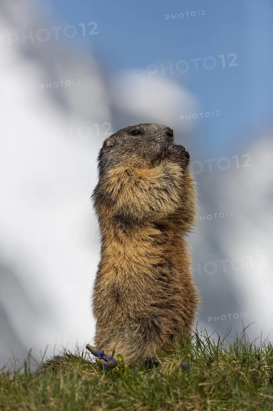 One adult Alpine Marmot, Marmota marmota, sitting erected, feeding on something. Großglockner mountain range in the background
