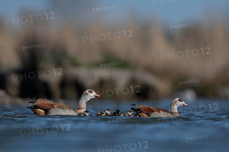 Egyptian Goose (Alopochen aegyptiaca) pair with chicks, Schleswig-Holstein, Germany
