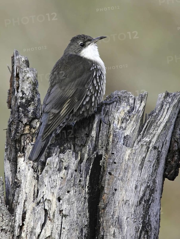 White-throated Treecreeper (Cormobates leucophaea) male, Victoria, Australia