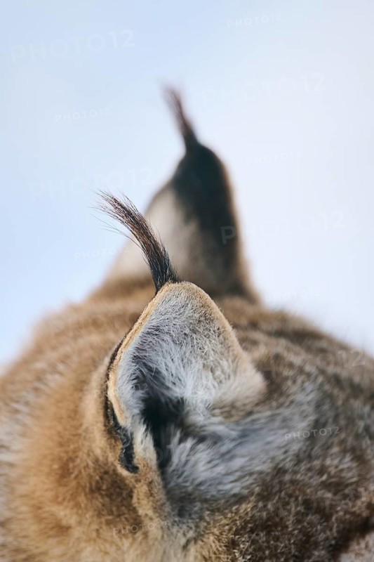 Eurasian lynx (Lynx lynx), ears, detail, winter, snow, Wildpark Aurach, Kitzbühl, Tirol, Austria