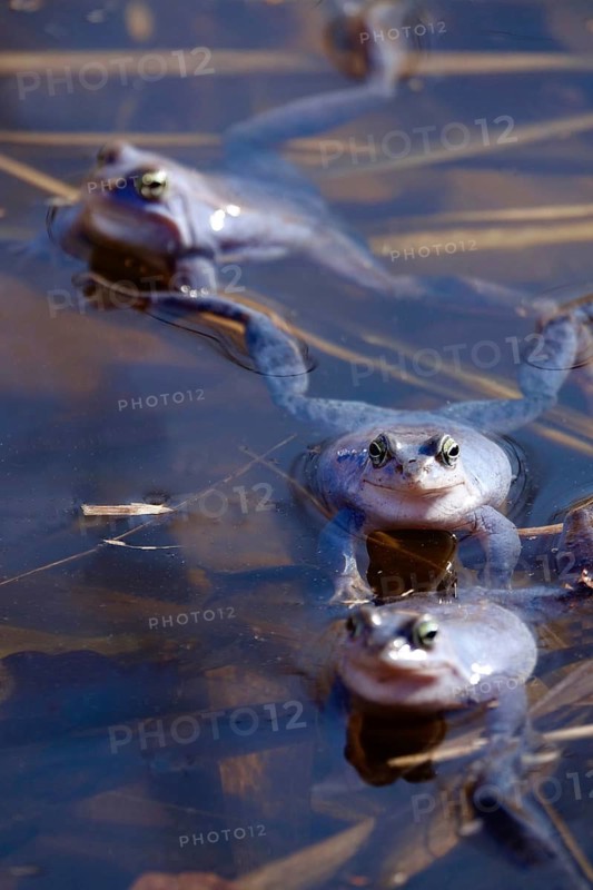 Blue moor frog males in the mating season, March, Saxony, Germany