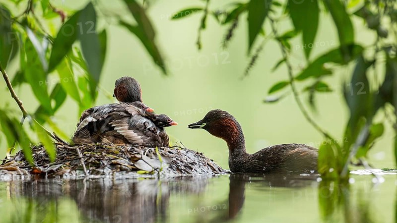 Little Grebe (Tachybaptus ruficollis) with chicks at nest, Hesse, Germany