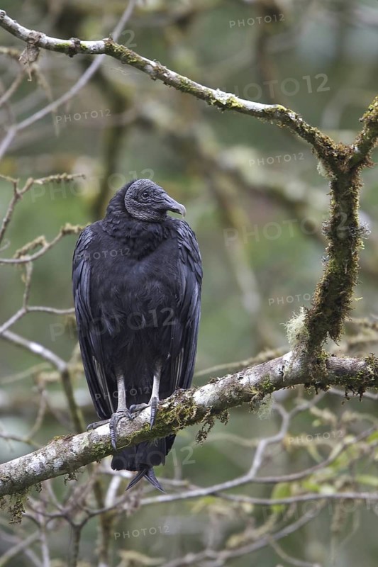 Black Vulture (Coragyps atratus), Costa Rica