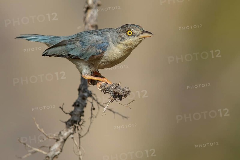 Hooded Tanager (Nemosia pileata) perched on a branch in the grasslands of Guyana