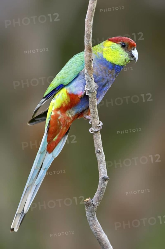 Red-capped Parrot (Purpureicephalus spurius), Western Australia, Australia