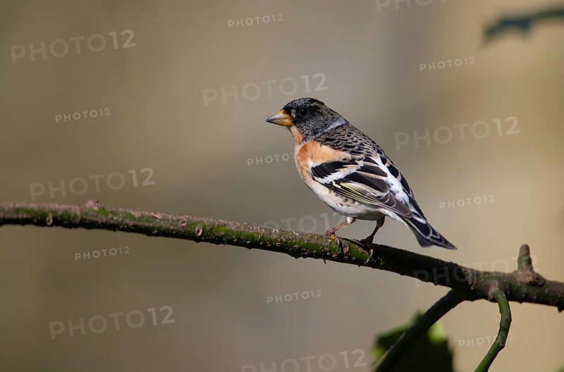 Brambling (Fringilla montifringilla) adult male bird on a holly tree branch, Norfolk, England, United Kingdom