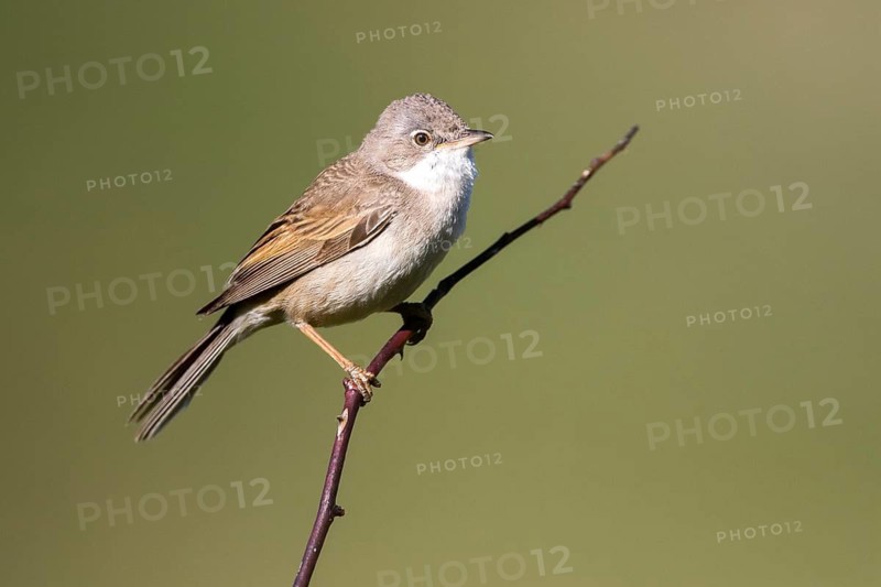 Perched on a branch, Common Whitethroat (Sylvia communis) male perched on a branch, Madrid, Spain