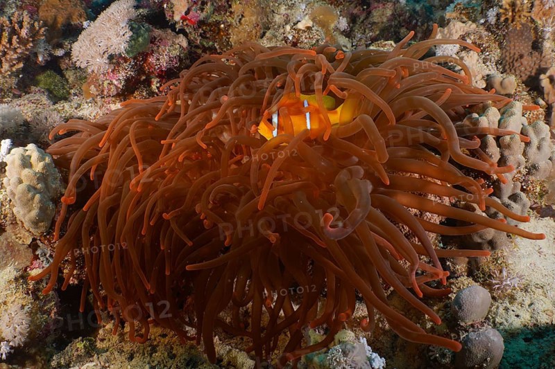 Bubble anemone (Entacmaea quadricolor)