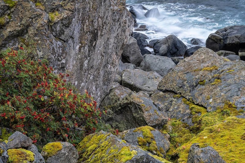 Rowan and moss-covered rocks at the sea, Lofoten, Nordland, Norway, September 2020
