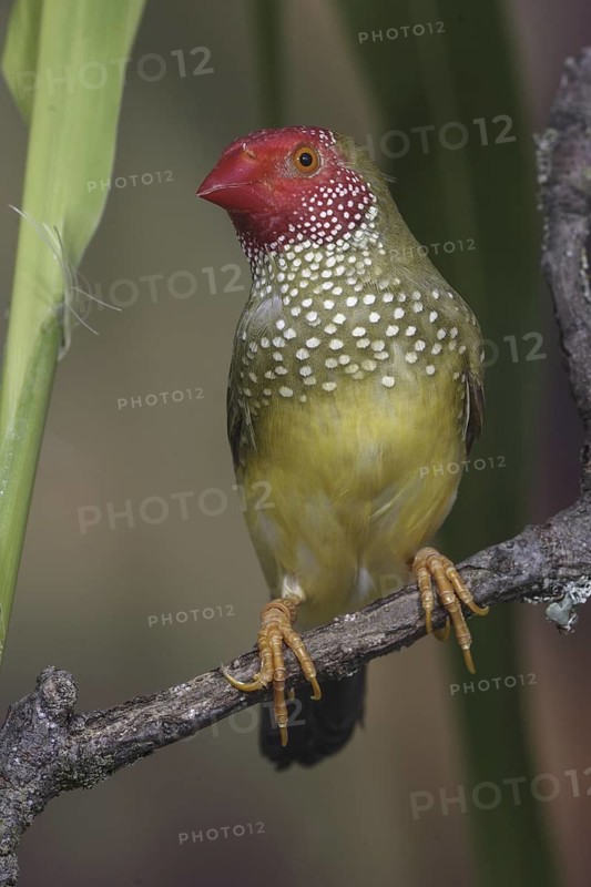 Star Finch (Neochmia ruficauda)