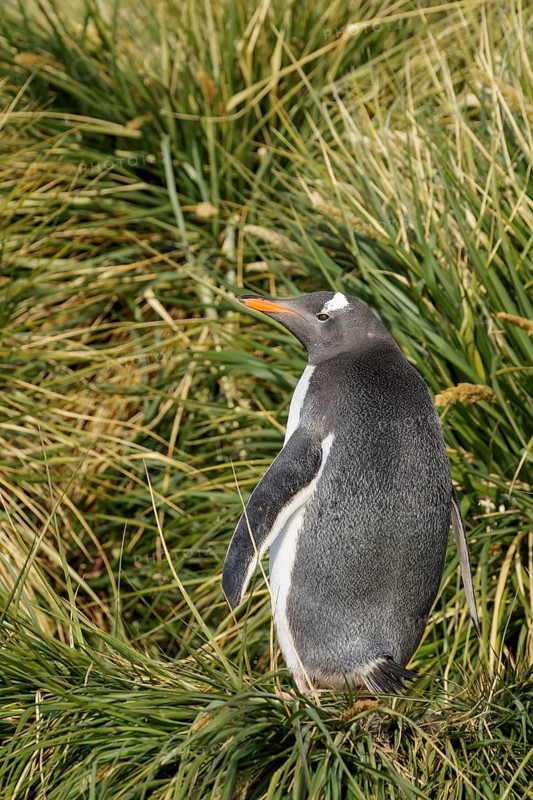 Gentoo Penguin (Pygoscelis papua) perched on tussock grass on South Georgia Island