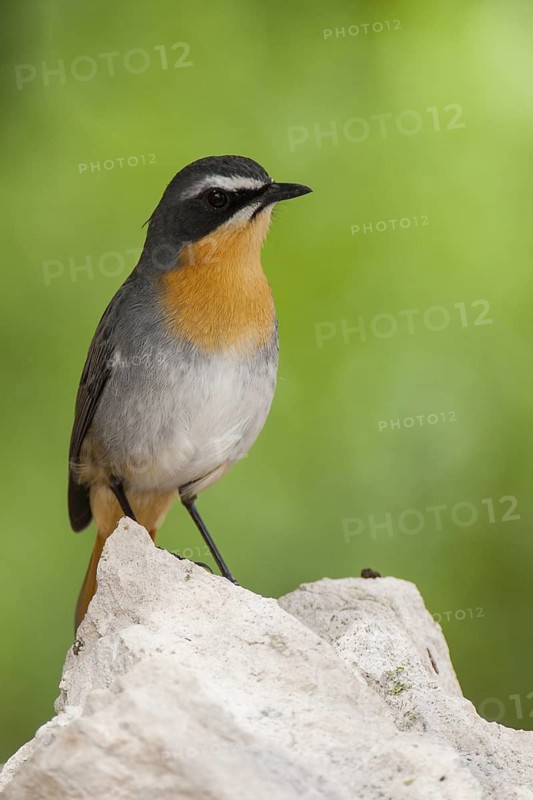 Cape Robin-Chat (Cossypha caffra), Western Cape, South Africa
