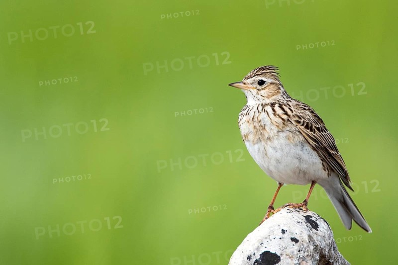 Eurasian Skylark (Alauda arvensis) perched on a rock, Castile and Leon, Spain