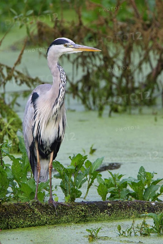 Grey Heron (Ardea cinerea) foraging, North Rhine-Westphalia, Germany
