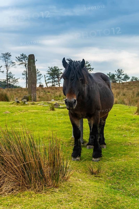 A wild black horse on top of Mount Adarra in the town of Urnieta near San Sebastian, Gipuzkoa. Basque Country