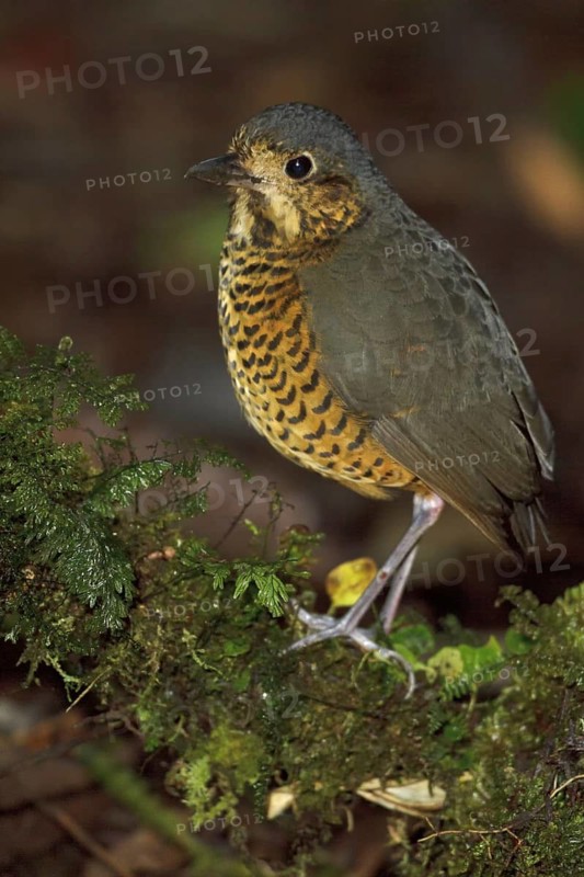 Undulated Antpitta (Grallaria squamigera), Abra Patricia Protected Area, Peru