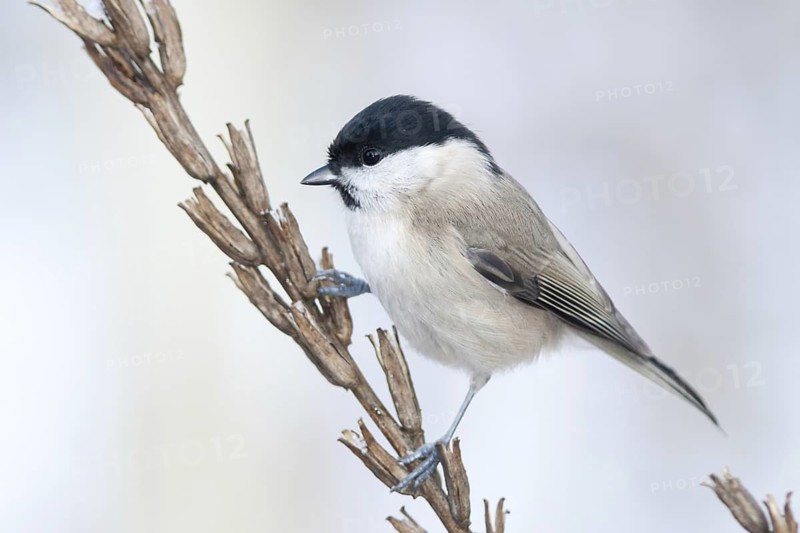 Marsh Tit (Poecile palustris), Baden-Wuerttemberg, Germany