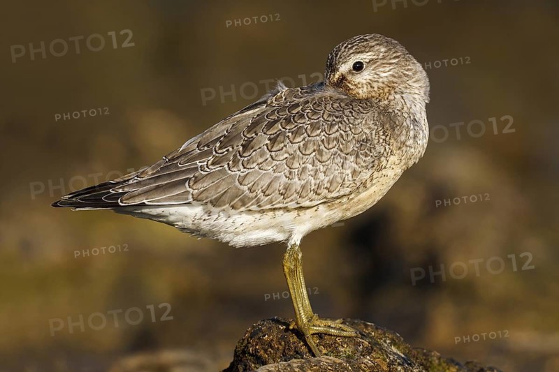 Red Knot (Calidris canutus), Asturias, Spain
