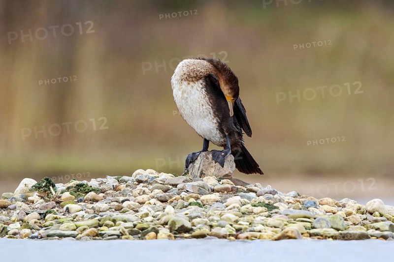 Great Cormorant (Phalacrocorax carbo) preening, North Rhine-Westphalia, Germany