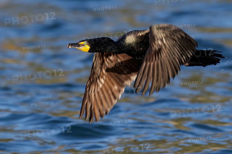 Double-crested Cormorant (Phalacrocorax auritus) flying in Seward, Alaska
