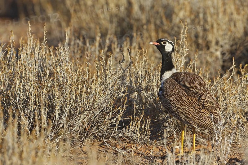 Northern Black Korhaan (Afrotis afraoides) male, Northern Cape, South Africa