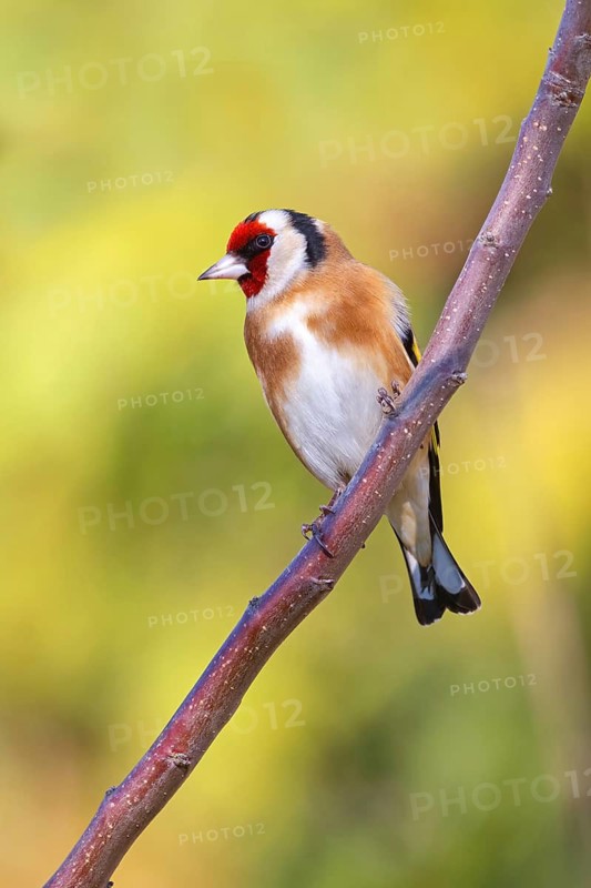 Goldfinch, goldfinch, (Carduelis carduelis), biotope, habitat, foraging, perch, Worms, Rhineland-Palatinate, Germany