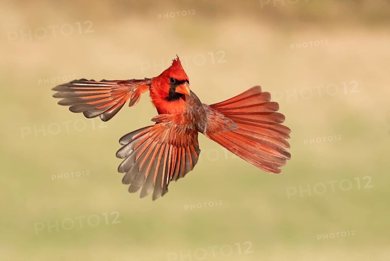 Northern Cardinal (Cardinalis cardinalis) male flying, Texas, USA