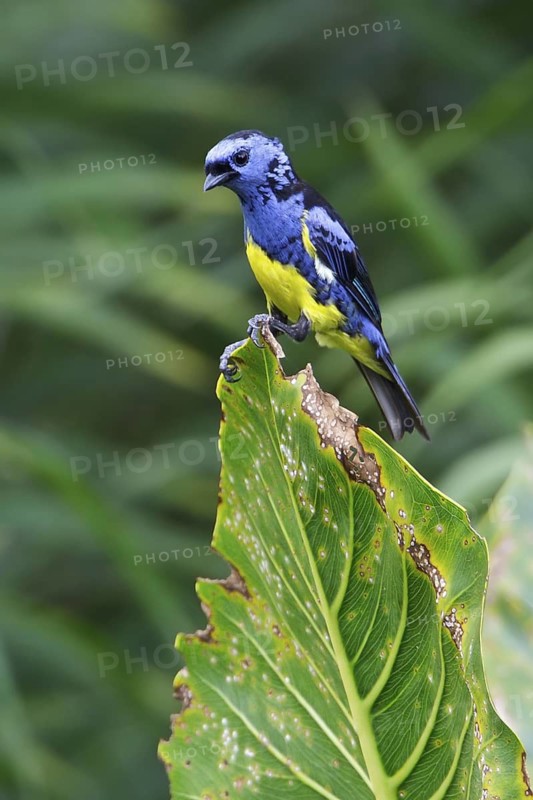 Turquoise Tanager (Tangara mexicana) perched on a branch in Ecuador, South America
