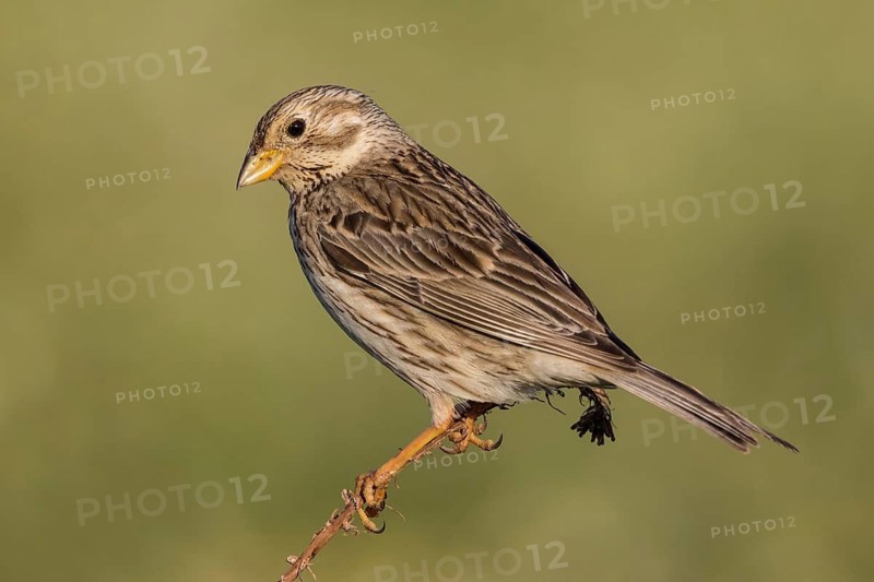 Corn Bunting (Emberiza calandra) male perched on a branch, Lesvos, Greece