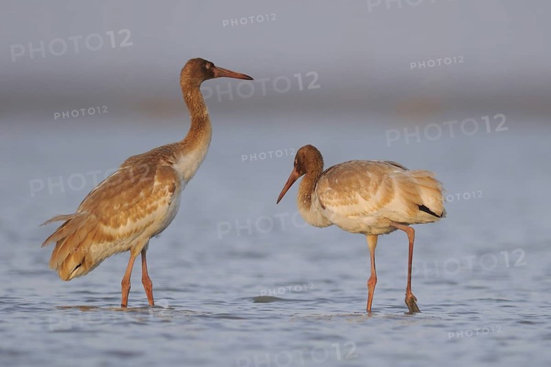 Siberian Crane (Leucogeranus leucogeranus) with juveniles, Poyang Lake, China