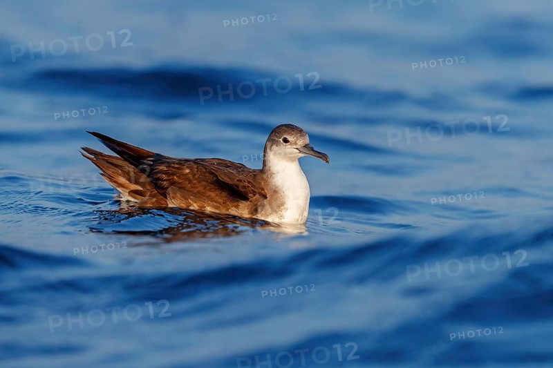 Arabian Shearwater, Persian Shearwater, (Puffinus persicus), family of shearwaters, Off Mirbat, Salalah, Dhofar, Oman