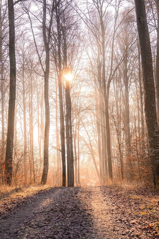Sunlight breaking through the trees on a forest path, Gechingen, district of Calw, Black Forest, Germany