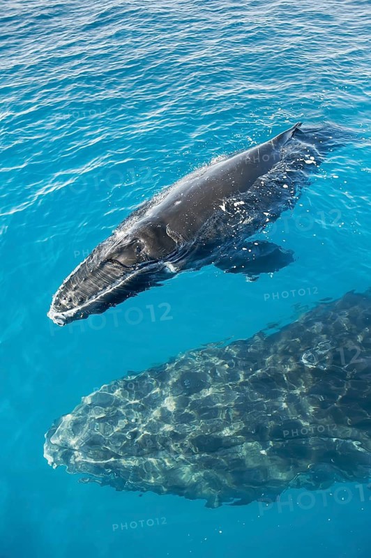 Mother and Calf Humpback Whales, Hervey Bay, Queensland, Australia