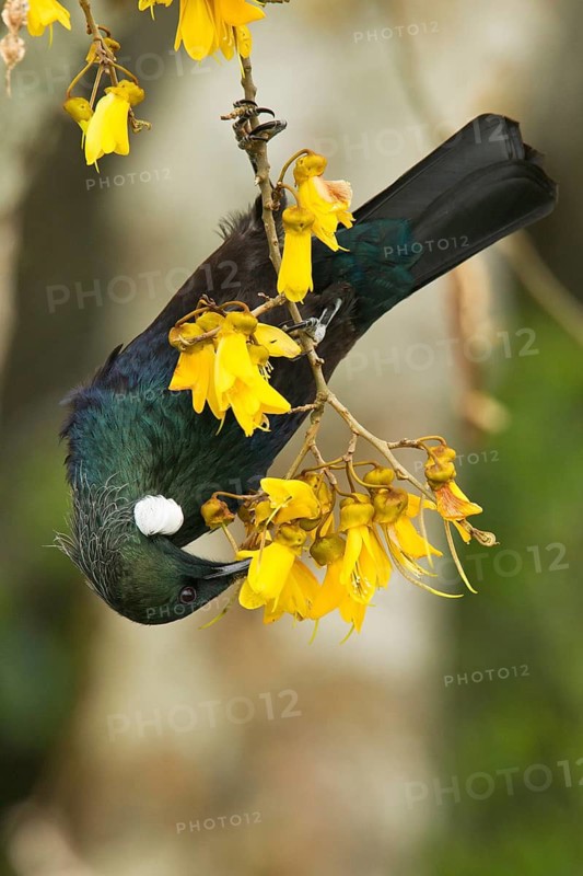 Tui on kowhai flowers