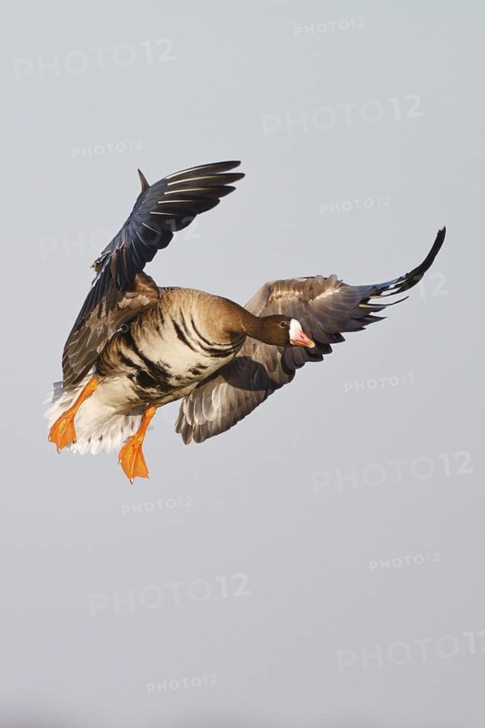 Greater White-fronted Goose (Anser albifrons) flying, North Rhine-Westphalia, Germany